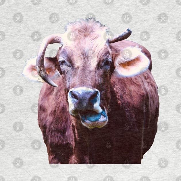 Most ugly Swiss cow by Wolf Art / Swiss Artwork Photography